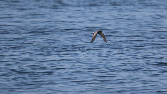 Black Tern