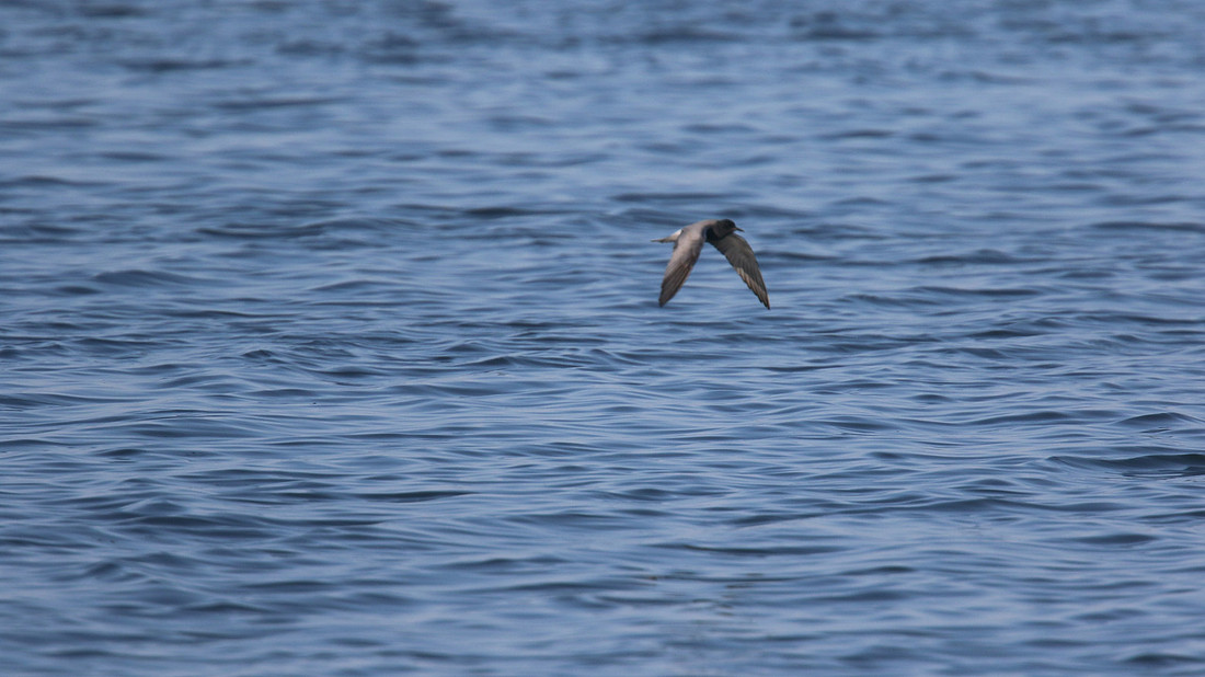 Black Tern
