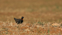 Black Francolin