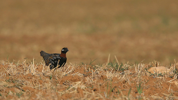 Black Francolin, Larnaka, April 2015