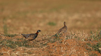 Black Francolin, Larnaka, April 2015