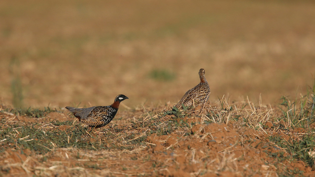 Black Francolin, Larnaka, April 2015