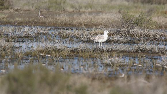 Armenian Gull, Spiros Pools, Larnaka, April 2015