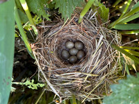 Sedge Warbler