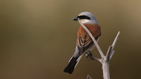 Red-backed Shrike, Larnaka Salt Lake, April 2015