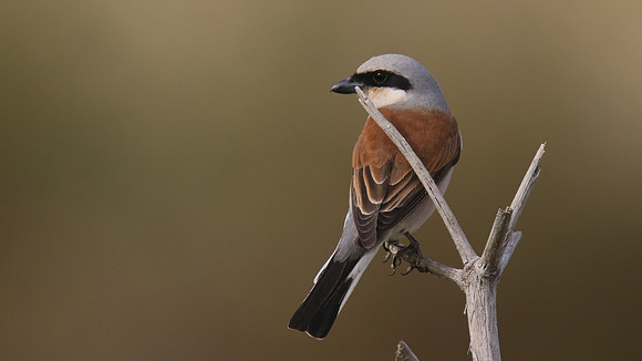 Red-backed Shrike, Larnaka Salt Lake, April 2015