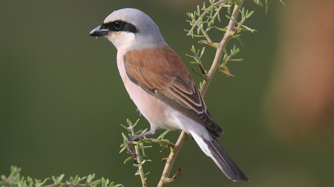 Red-backed Shrike, Larnaka Salt Lake, April 2015