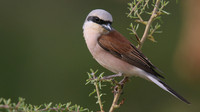 Red-backed Shrike, Larnaka Salt Lake, April 2015