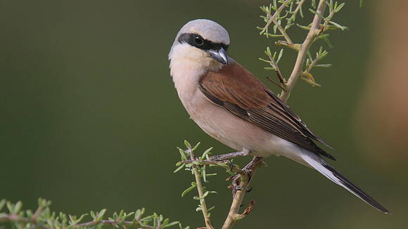 Red-backed Shrike, Larnaka Salt Lake, April 2015