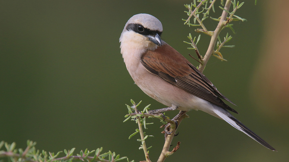 Red-backed Shrike, Larnaka Salt Lake, April 2015