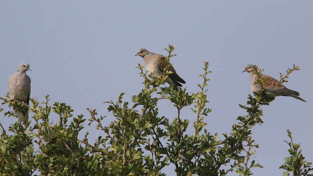 Turtle Dove, Larnaca, April 2015