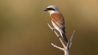 Red-backed Shrike, Larnaka Salt Lake, April 2015