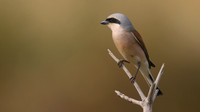 Red-backed Shrike, Larnaka Salt Lake, April 2015