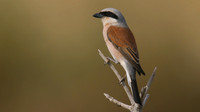 Red-backed Shrike, Larnaka Salt Lake, April 2015
