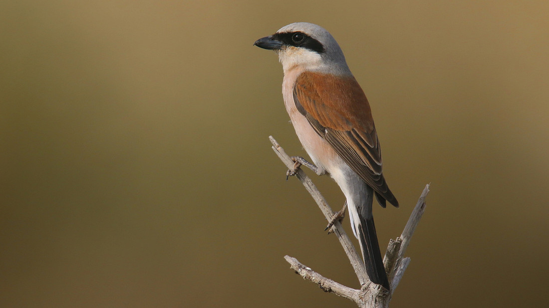 Red-backed Shrike, Larnaka Salt Lake, April 2015