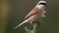 Red-backed Shrike, Larnaka Salt Lake, April 2015