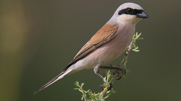 Red-backed Shrike, Larnaka Salt Lake, April 2015