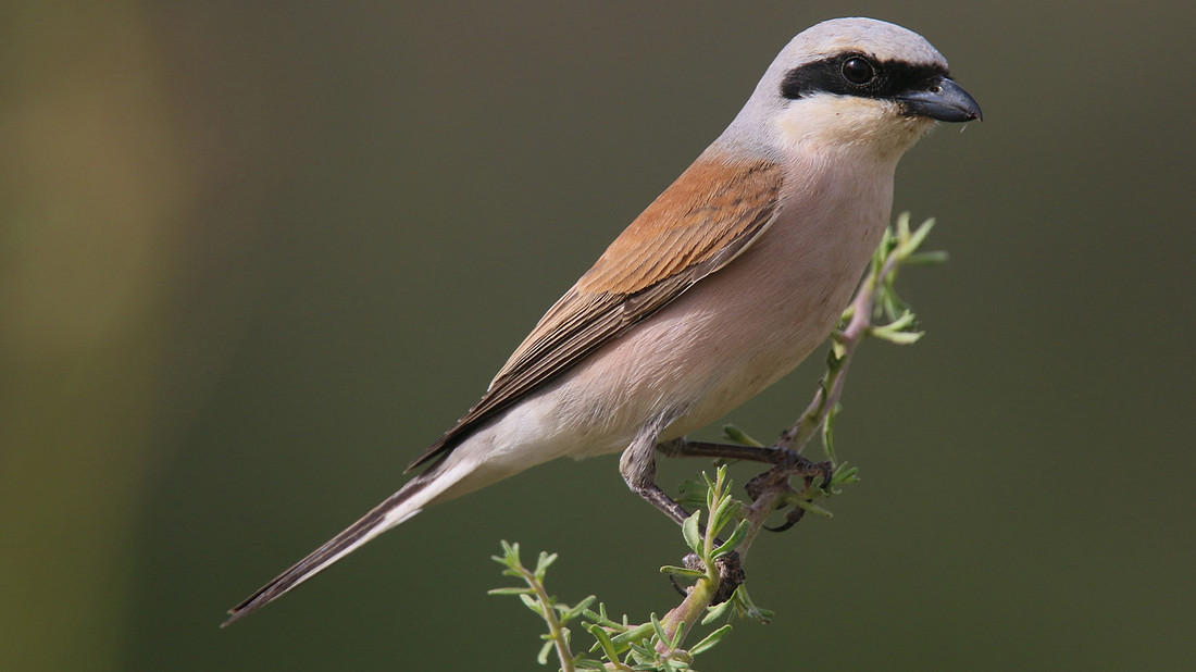Red-backed Shrike, Larnaka Salt Lake, April 2015