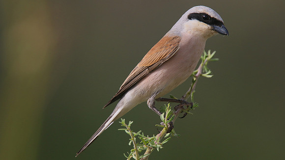 Red-backed Shrike, Larnaka Salt Lake, April 2015