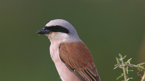 Red-backed Shrike, Larnaka Salt Lake, April 2015