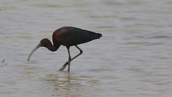 Glossy Ibis, Oroklini Lake, April 2015