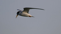 Little Tern