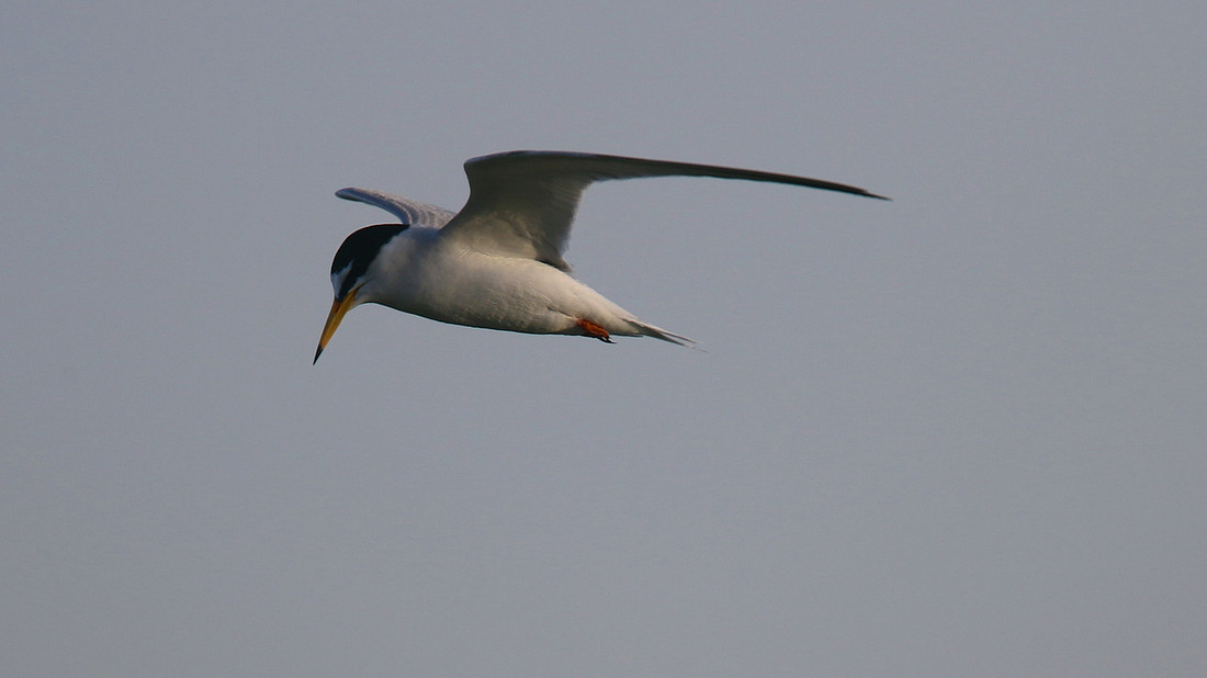 Little Tern, Oroklini Lake, April 2015