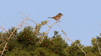 Spectacled Warbler, Cape Greco, April 2015