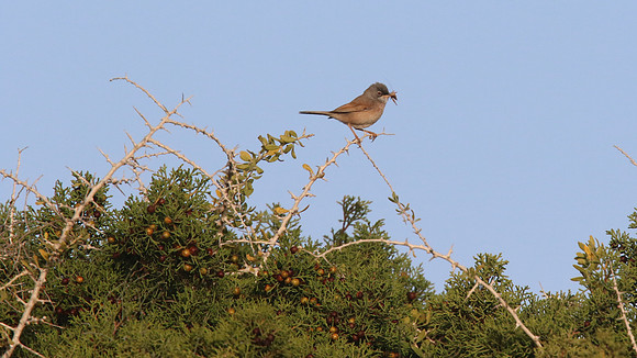 Spectacled Warbler, Cape Greco, April 2015