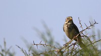 Corn Bunting