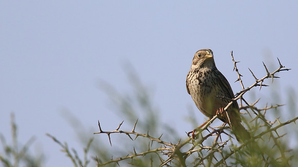 Corn Bunting, Cape Greco, April 2015