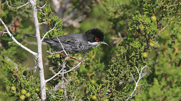 Cyprus Warbler, Cape Greco, April 2015