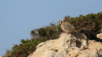 Chukar