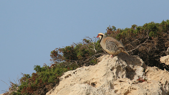 Chukar, Cape Greco, April 2015