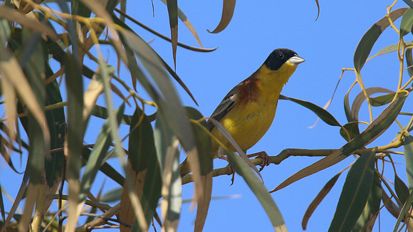 Black-headed Bunting, Cape Greco