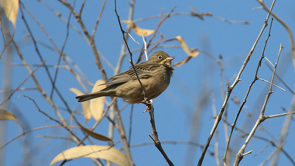 Ortolan Bunting, Cape Greco