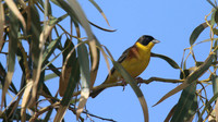 Black-headed Bunting, Cape Greco