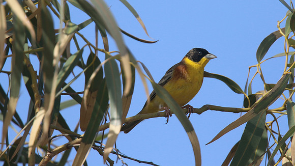 Black-headed Bunting, Cape Greco