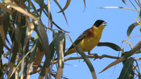 Black-headed Bunting, Cape Greco