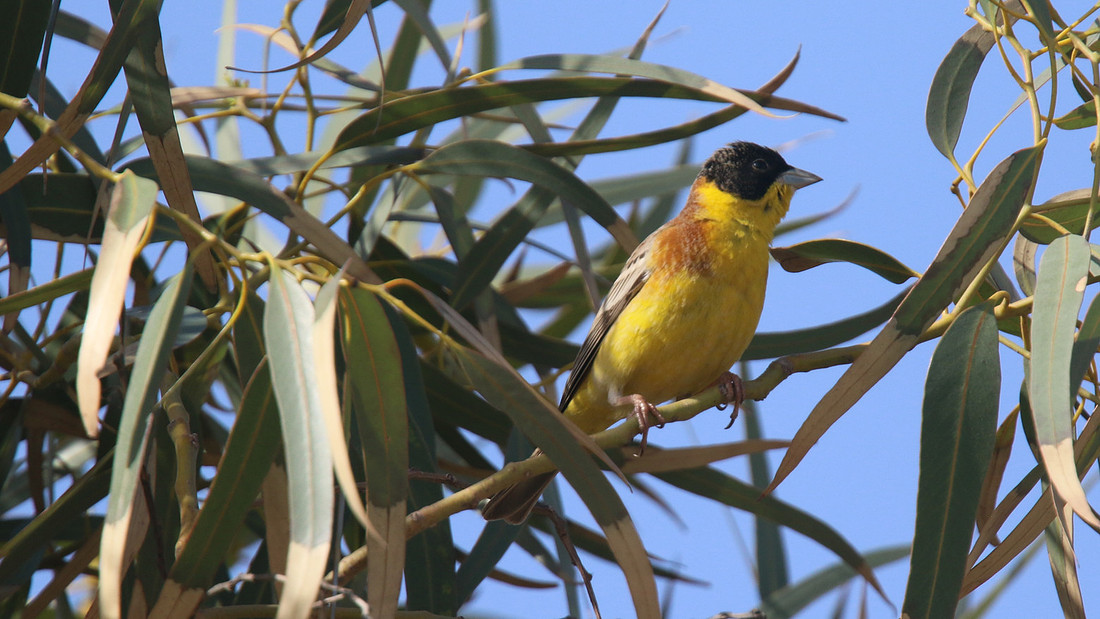 Black-headed Bunting, Cape Greco