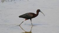 Glossy Ibis, Oroklini Lake, April 2015
