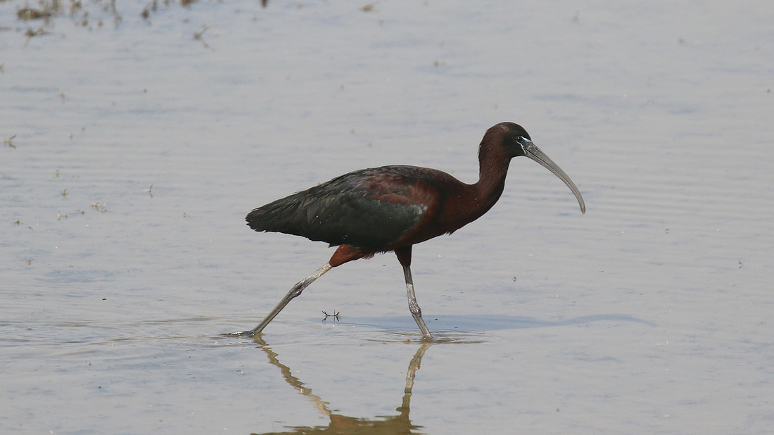 Glossy Ibis, Oroklini Lake, April 2015