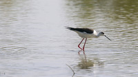 Black-winged Stilt, Larnaka Salt Lake, April 2015