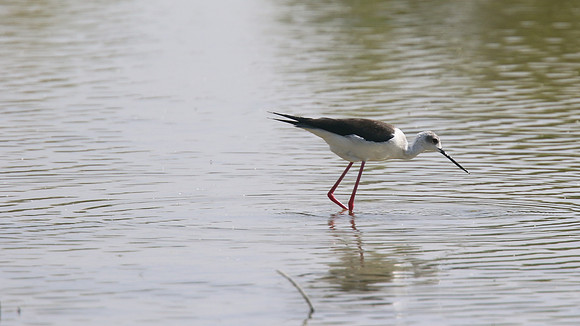 Black-winged Stilt, Larnaka Salt Lake, April 2015