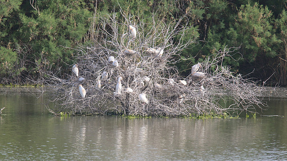 Cattle Egret, Oroklini Lake, April 2015