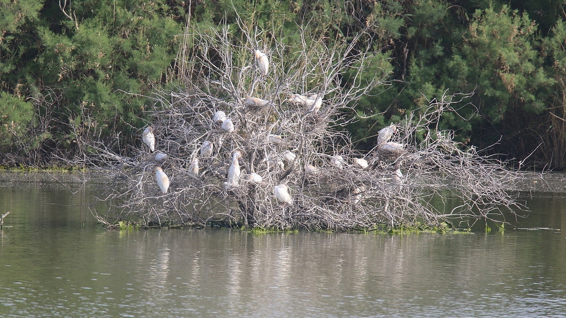 Cattle Egret, Oroklini Lake, April 2015