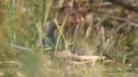 Common Cuckoo, Kiti Dam, April 2015