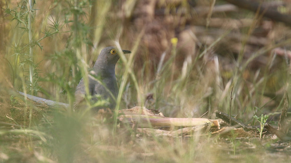 Common Cuckoo, Kiti Dam, April 2015