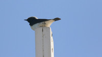 Cyprus Wheatear