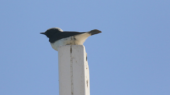 Cyprus Wheatear, Cape Greco, April 2015